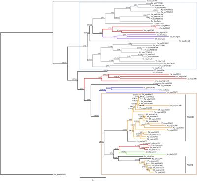 Expansion and Divergence of Argonaute Genes in the Oomycete Genus Phytophthora